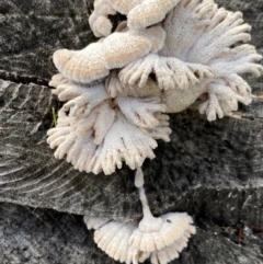 Schizophyllum commune at Deakin, ACT - 21 Sep 2020 02:11 PM