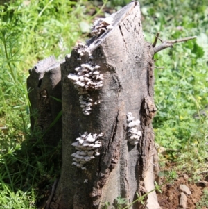 Schizophyllum commune at Deakin, ACT - 21 Sep 2020