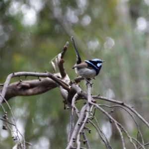 Malurus cyaneus at Paddys River, ACT - 21 Sep 2020 02:18 PM