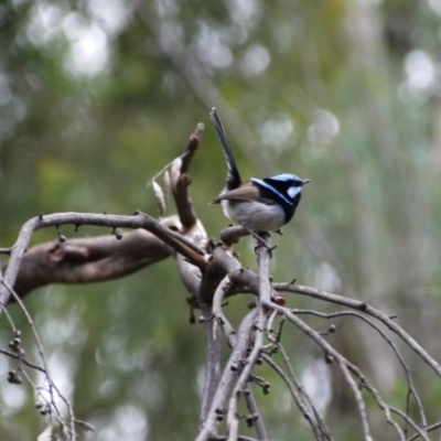 Malurus cyaneus (Superb Fairywren) at Paddys River, ACT - 21 Sep 2020 by ClubFED