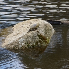 Emydura macquarii (Macquarie Turtle) at Paddys River, ACT - 21 Sep 2020 by ClubFED