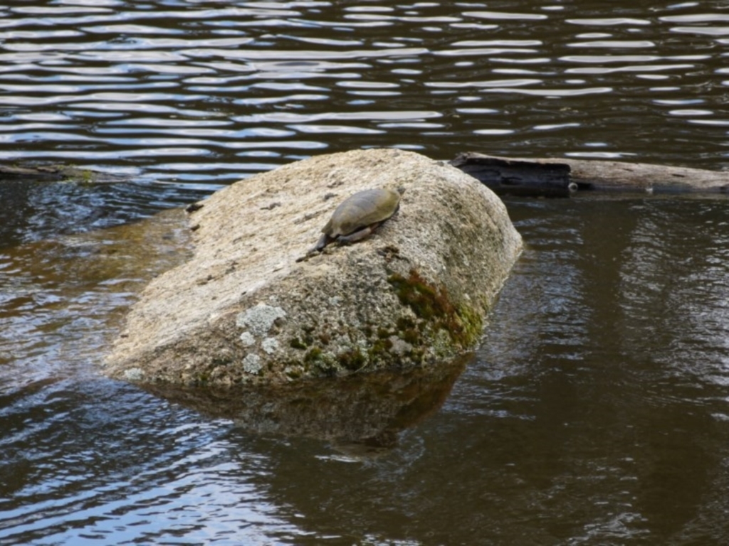 Emydura macquarii at Paddys River, ACT - 21 Sep 2020