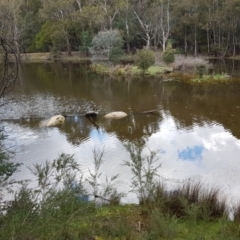 Emydura macquarii at Paddys River, ACT - 21 Sep 2020