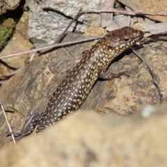 Egernia cunninghami at Deakin, ACT - 21 Sep 2020