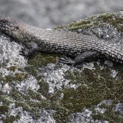 Egernia cunninghami (Cunningham's Skink) at Tidbinbilla Nature Reserve - 21 Sep 2020 by ClubFED