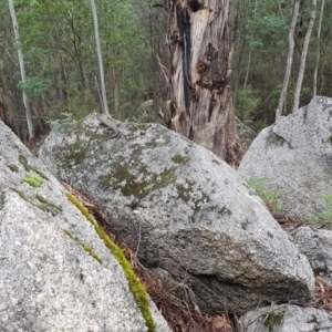 Egernia cunninghami at Paddys River, ACT - 21 Sep 2020