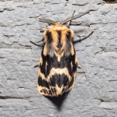 Ardices curvata (Crimson Tiger Moth) at Macgregor, ACT - 21 Sep 2020 by Roger