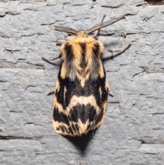 Ardices curvata (Crimson Tiger Moth) at Macgregor, ACT - 20 Sep 2020 by Roger