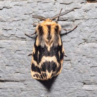 Ardices curvata (Crimson Tiger Moth) at Macgregor, ACT - 21 Sep 2020 by Roger
