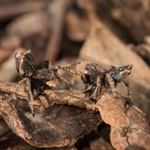 Maratus vespertilio at Hall, ACT - 21 Sep 2020