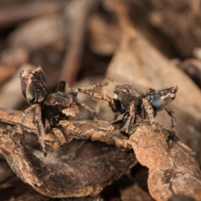 Maratus vespertilio (Bat-like peacock spider) at Hall, ACT - 21 Sep 2020 by kasiaaus