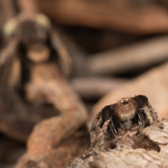 Maratus vespertilio at Hall, ACT - 21 Sep 2020