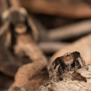 Maratus vespertilio at Hall, ACT - 21 Sep 2020