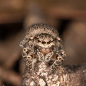 Maratus vespertilio at Hall, ACT - suppressed