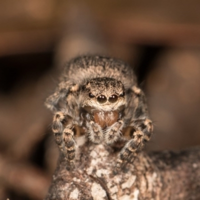 Maratus vespertilio (Bat-like peacock spider) at Hall, ACT - 21 Sep 2020 by kasiaaus