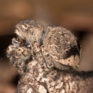 Maratus vespertilio at Hall, ACT - suppressed