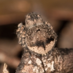 Maratus vespertilio at Hall, ACT - suppressed