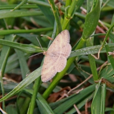 Scopula rubraria (Reddish Wave, Plantain Moth) at Throsby, ACT - 21 Sep 2020 by davobj