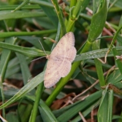 Scopula rubraria (Plantain Moth) at Throsby, ACT - 21 Sep 2020 by davobj