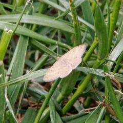 Scopula rubraria at Throsby, ACT - 21 Sep 2020