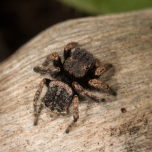 Maratus vespertilio at Hall, ACT - 21 Sep 2020