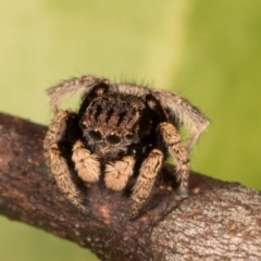 Maratus vespertilio at Hall, ACT - 21 Sep 2020