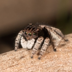 Maratus vespertilio at Hall, ACT - 21 Sep 2020