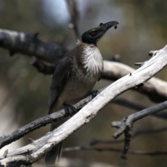 Philemon corniculatus (Noisy Friarbird) at Majura, ACT - 21 Sep 2020 by jb2602