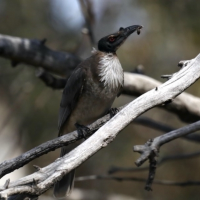 Philemon corniculatus (Noisy Friarbird) at Majura, ACT - 21 Sep 2020 by jb2602