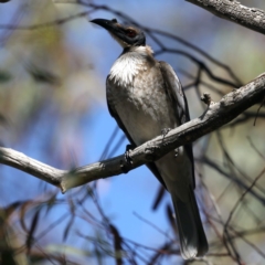 Philemon corniculatus at Majura, ACT - 21 Sep 2020 02:07 PM