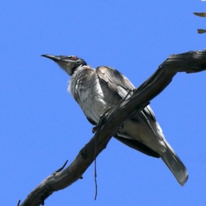 Philemon corniculatus at Majura, ACT - 21 Sep 2020