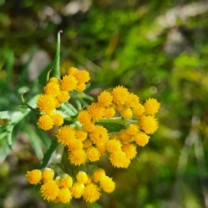 Chrysocephalum semipapposum at Albury - 20 Sep 2020