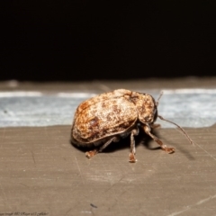 Cadmus (Cadmus) rugicollis (A leaf beetle) at ANBG - 21 Sep 2020 by Roger