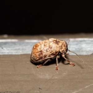 Cadmus (Cadmus) rugicollis at Acton, ACT - 21 Sep 2020