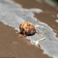 Cadmus (Cadmus) rugicollis at Acton, ACT - 21 Sep 2020