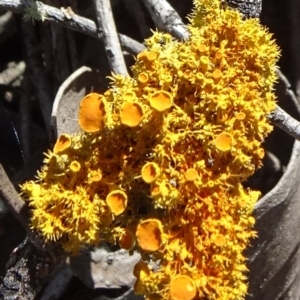 Teloschistes sp. (genus) at Sutton, NSW - 16 Sep 2020