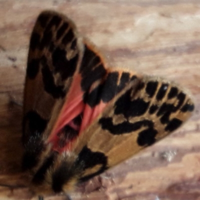 Ardices curvata (Crimson Tiger Moth) at Brogo, NSW - 20 Sep 2020 by lmstearn