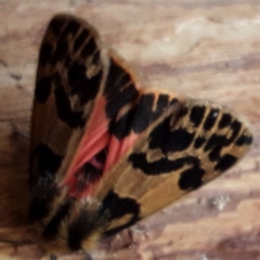 Spilosoma curvata (Crimson Tiger Moth) at Brogo, NSW - 20 Sep 2020 by lmstearn