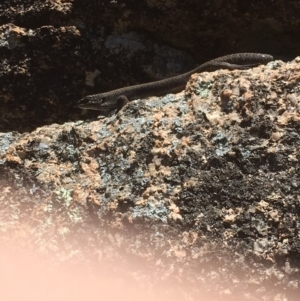 Egernia saxatilis at Paddys River, ACT - 4 Mar 2018