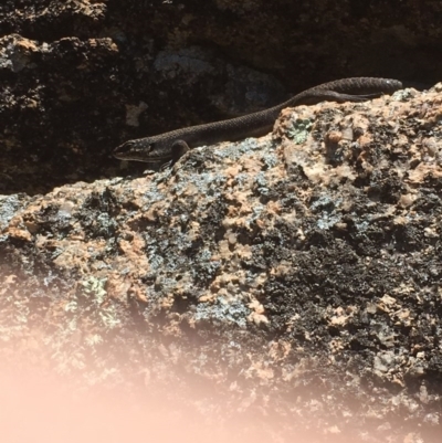 Egernia saxatilis (Black Rock Skink) at Paddys River, ACT - 4 Mar 2018 by Tapirlord