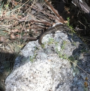 Liopholis whitii at Paddys River, ACT - 4 Mar 2018 11:25 AM