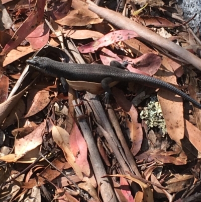 Egernia saxatilis (Black Rock Skink) at Paddys River, ACT - 4 Mar 2018 by Tapirlord