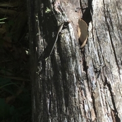 Pseudemoia spenceri (Spencer's Skink) at Paddys River, ACT - 4 Mar 2018 by Tapirlord