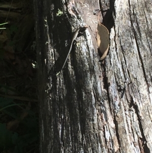 Pseudemoia spenceri at Paddys River, ACT - 4 Mar 2018 01:15 PM