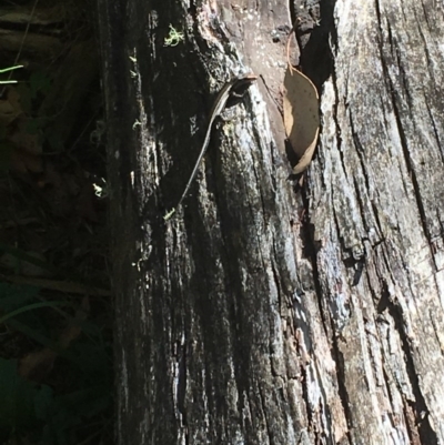 Pseudemoia spenceri (Spencer's Skink) at Paddys River, ACT - 4 Mar 2018 by Tapirlord