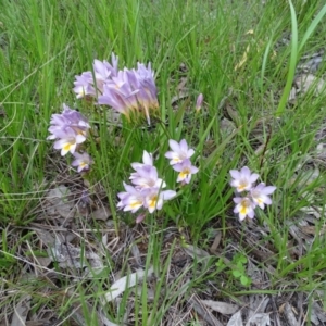 Freesia leichtlinii subsp. leichtlinii x Freesia leichtlinii subsp. alba at Isaacs, ACT - 21 Sep 2020