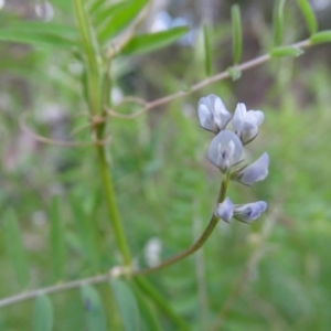 Vicia hirsuta at Jerrabomberra, ACT - 21 Sep 2020 03:45 PM