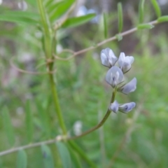 Vicia hirsuta (Hairy Vetch) at Isaacs Ridge and Nearby - 21 Sep 2020 by Mike
