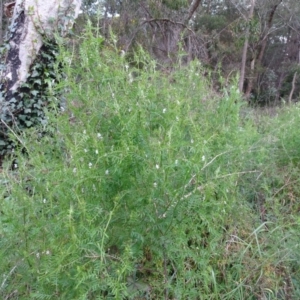 Vicia hirsuta at Jerrabomberra, ACT - 21 Sep 2020 03:45 PM