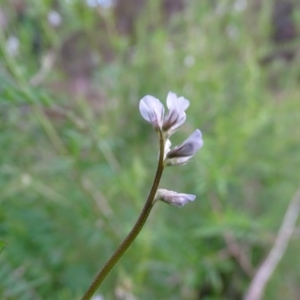 Vicia hirsuta at Jerrabomberra, ACT - 21 Sep 2020 03:45 PM